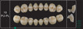 Creation Creopal Shell Teeth Mould SPU19, 8er
